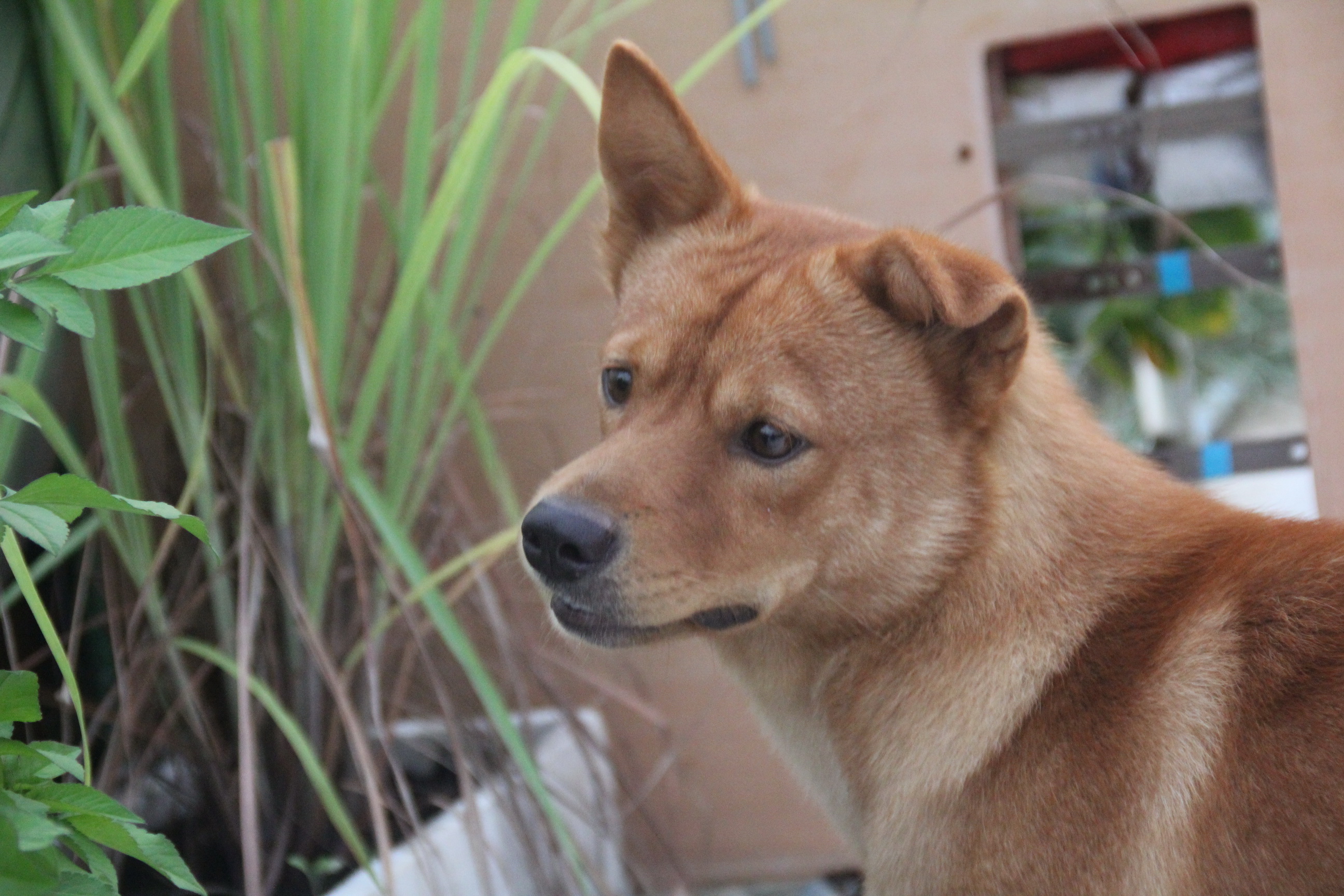 大年初一狗跑到床下不走,大年初一不小心把狗打死了