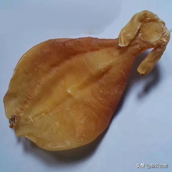 赤嘴鳘鱼胶,赤嘴鮸鱼鱼胶