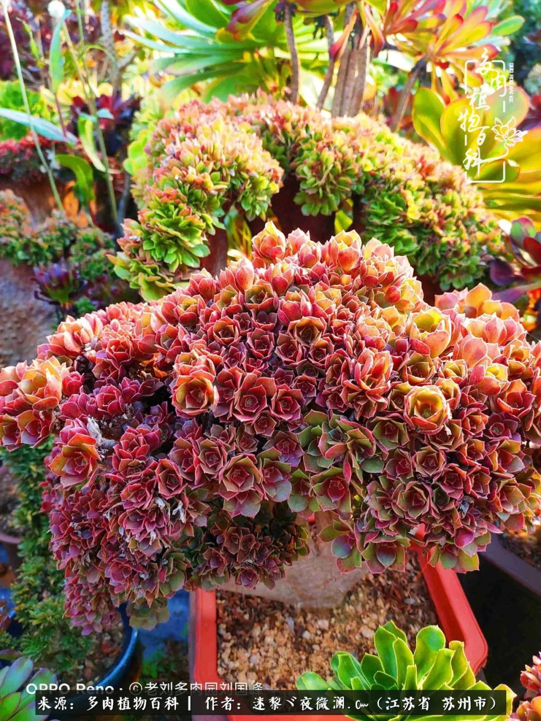 围观多肉版武林大会，一起穿越吧,下