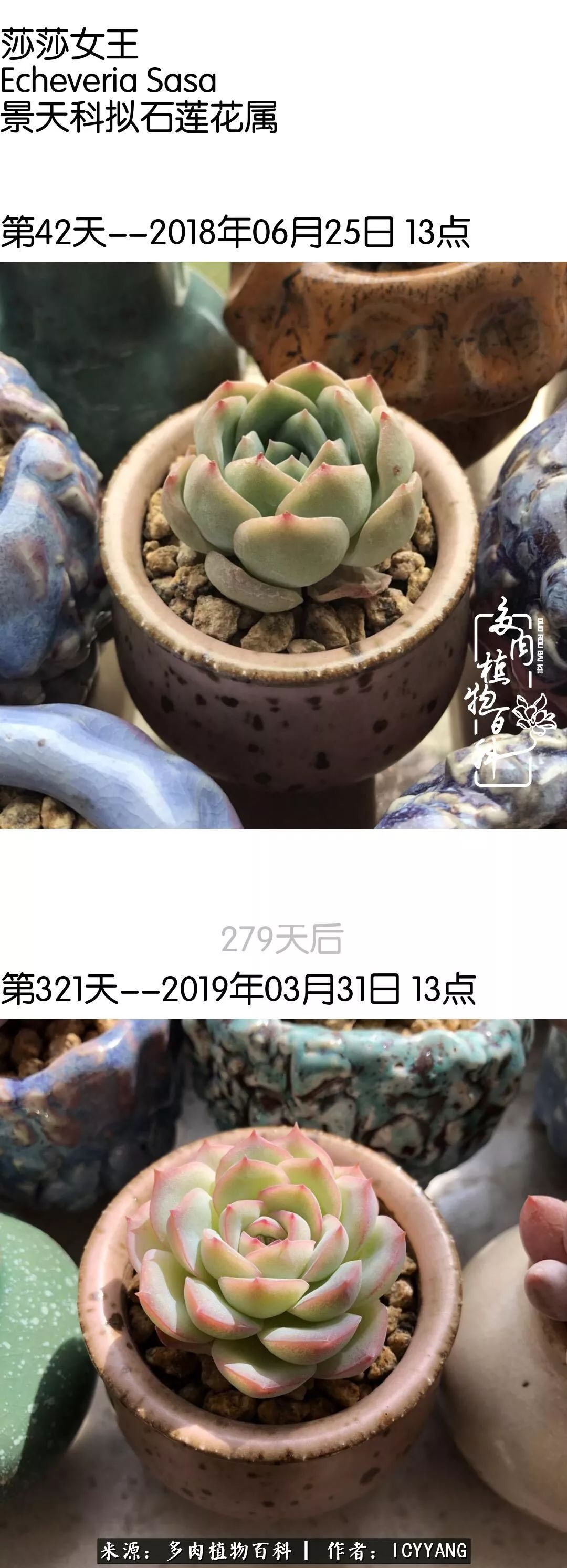 多肉隔着玻璃晒太阳效果好吗,隔着玻璃养的多肉照样长得好