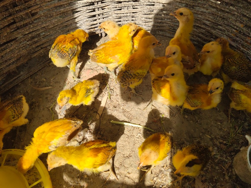 如何喂养小鸡成活率高,出壳小鸡怎么养成活率高