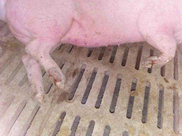 猪舍温度高猪怎么还感冒,气温骤降猪易得什么病