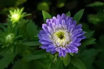 100种花的花语以及送花礼仪分享,100种花的名字和图片带花语