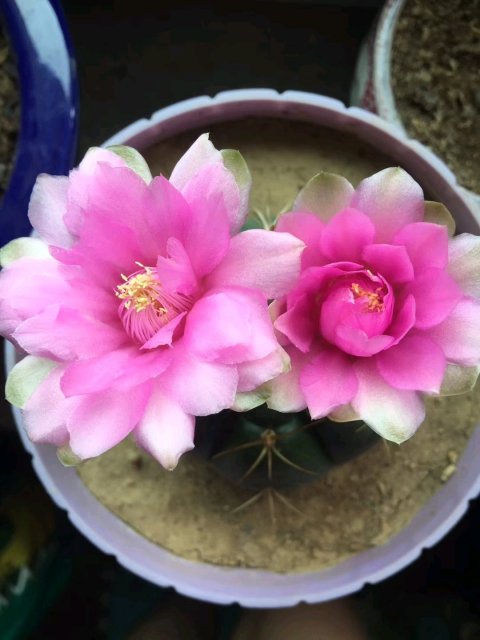 148个仙人球品种大全,100个仙人球品种