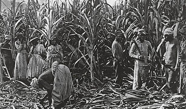 朗姆酒桌上的新宠儿 (朗姆文艺复兴喝酒)