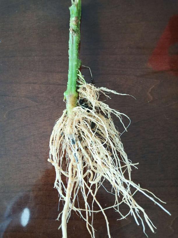 番茄溃疡病在什么时期,番茄溃疡病发生条件