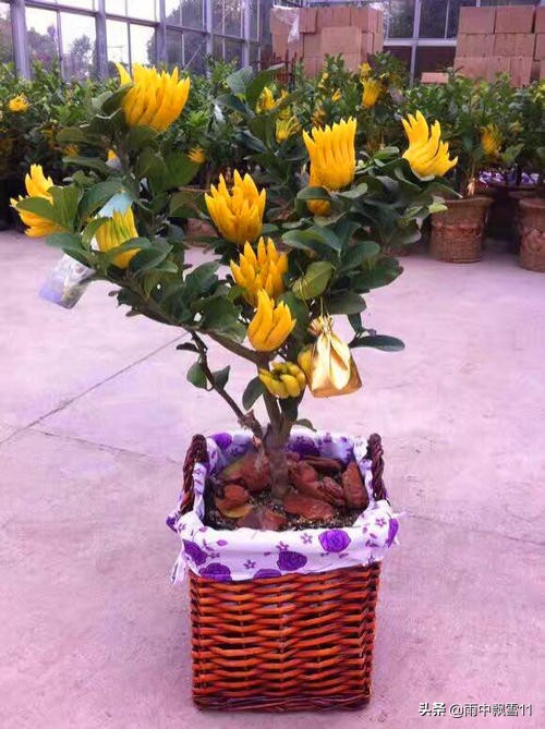 佛手怎么养才不会烂根,佛手怎么养才好看