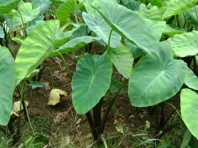 野生的大野芋为什么有毒,野芋中毒吃什么