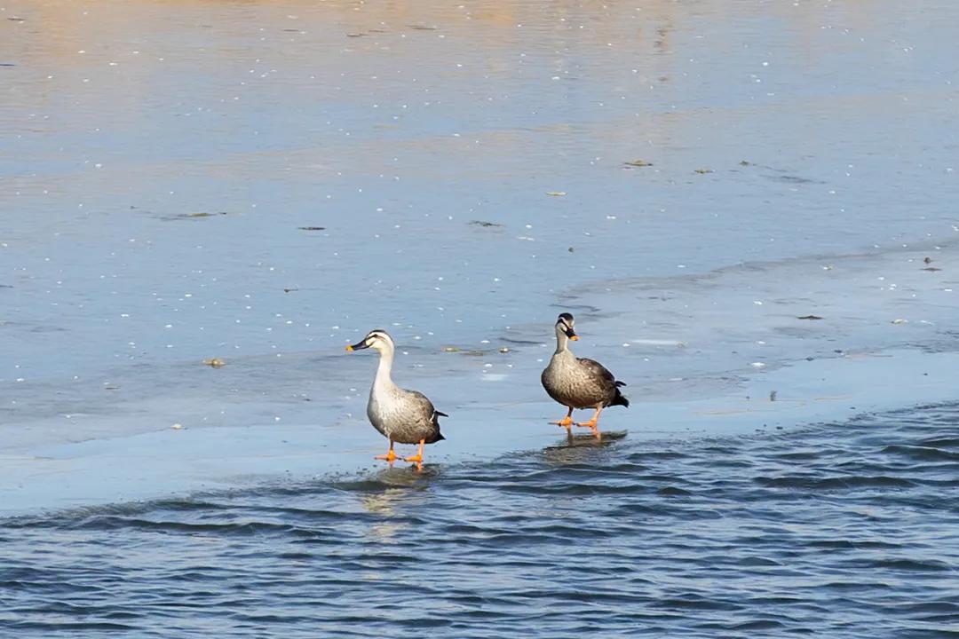 涂上黄色的“润唇膏”,TA就是野鸭中最靓的仔
