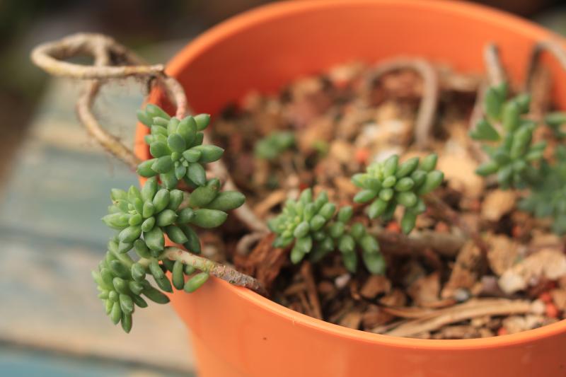 龙骨玉缀多肉,龙骨多肉品种图片大全
