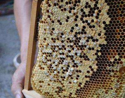 蜜蜂养殖为何蜂箱中生虫子,蜜蜂为什么会有巢虫