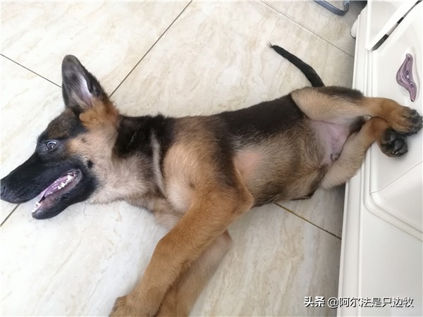 我可能对德牧有误解，有时它不过就是披着德牧皮囊的二哈