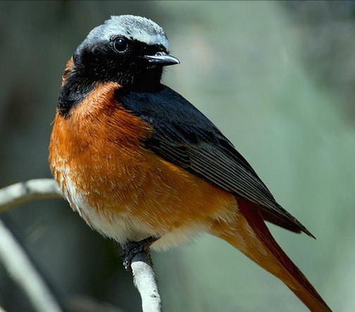 东江揽胜,惠州淡水常见鸟类图谱