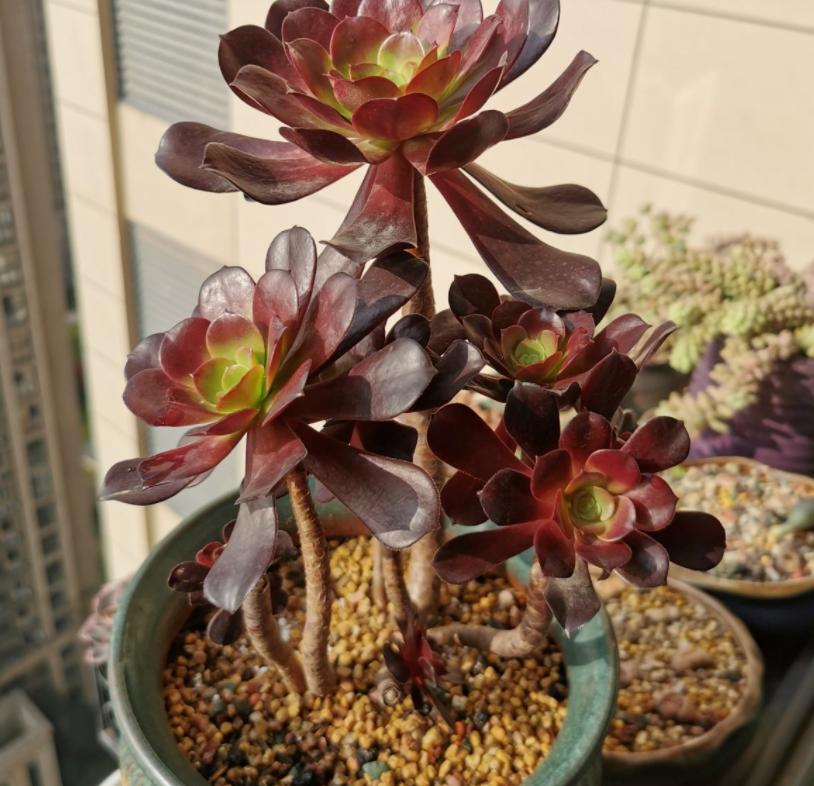 温度低多肉叶子变软,天气变冷多肉烂根掉叶怎么救