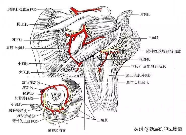 肩膀处抬不起,肩膀抬不起来感觉卡住了