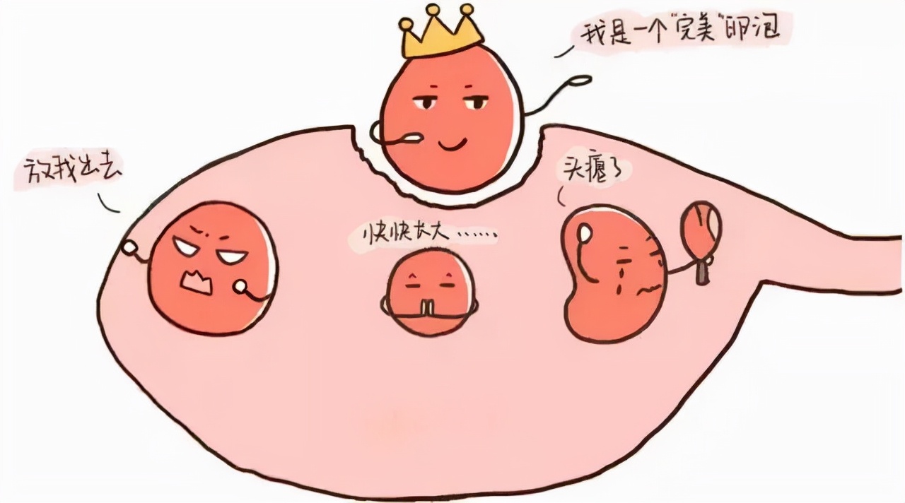 怎么才算优质的卵泡,送给正在备孕路上的你