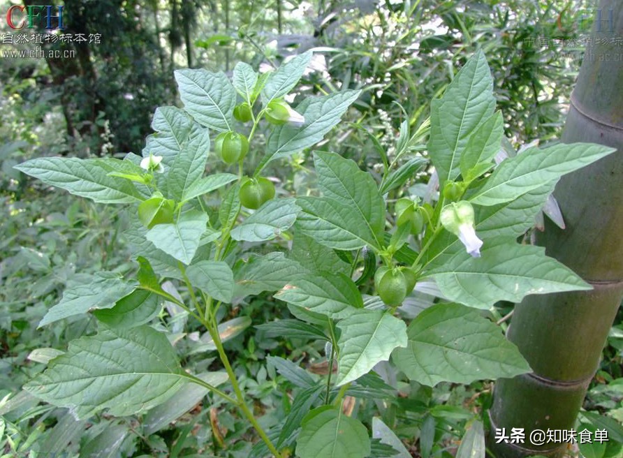 食单丨手工冰粉制作丨最全冰粉制作指南，天然*物冰植**粉大比拼