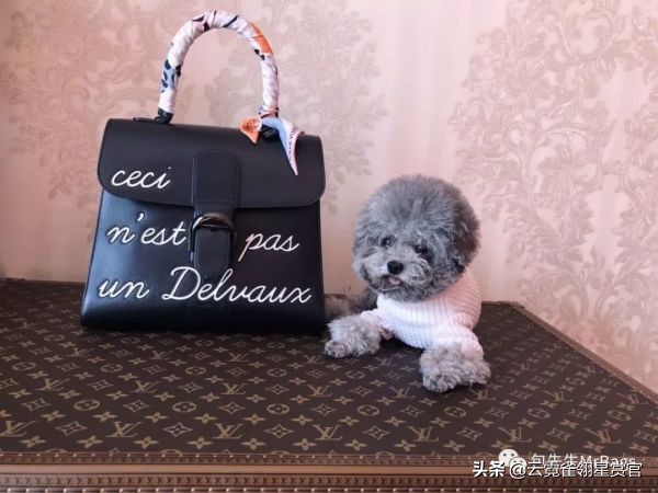 超好看的宠物包,好看又大的宠物包