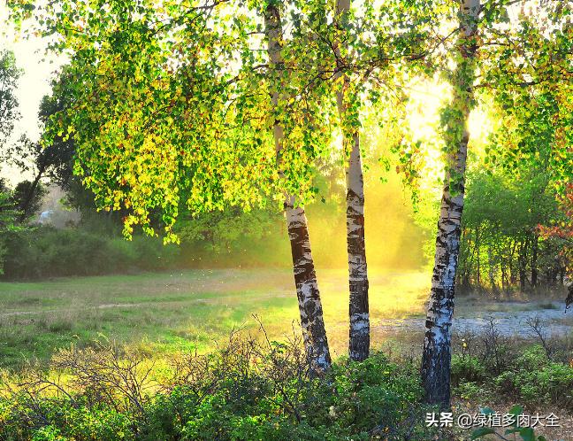 什么树长出桦树茸,除了白桦树还有什么树会长虫子