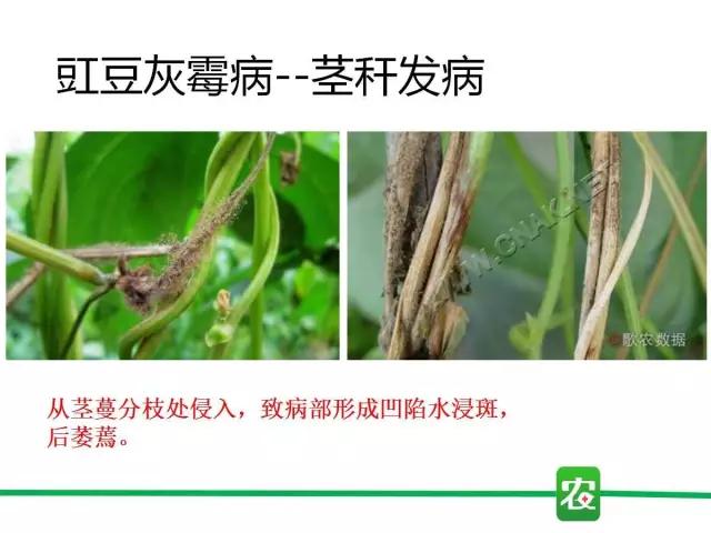 灰霉病视频图片,葡萄灰霉病和草莓灰霉病