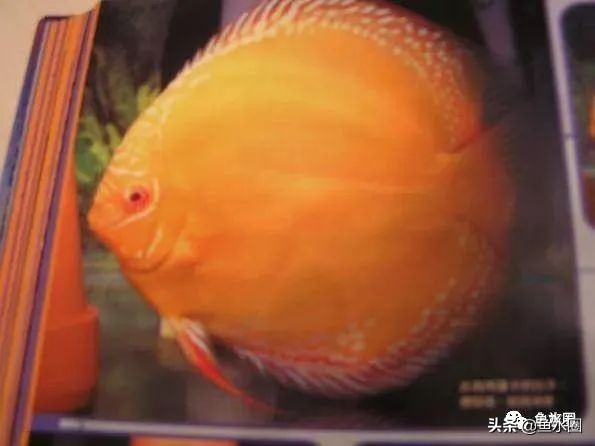 七彩神仙品系图谱,七彩神仙全系品种介绍