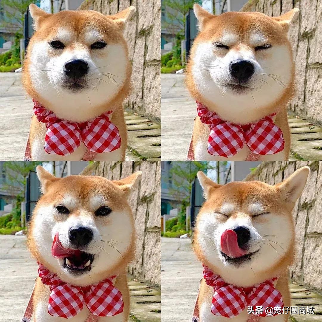 汪星人的秘密,舌头的3个小秘密