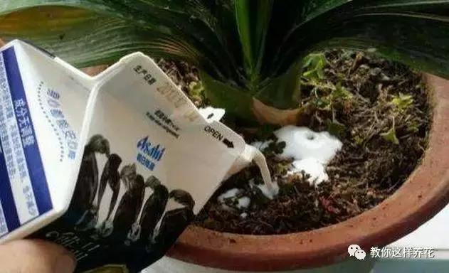 牛奶过期能浇哪些花卉植物,牛奶过期了怎么处理浇绿植
