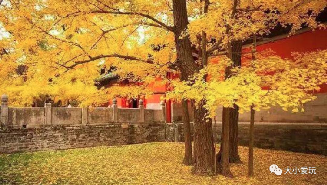 北京红螺寺银杏最佳观赏时间,北京赏银杏景区有哪些