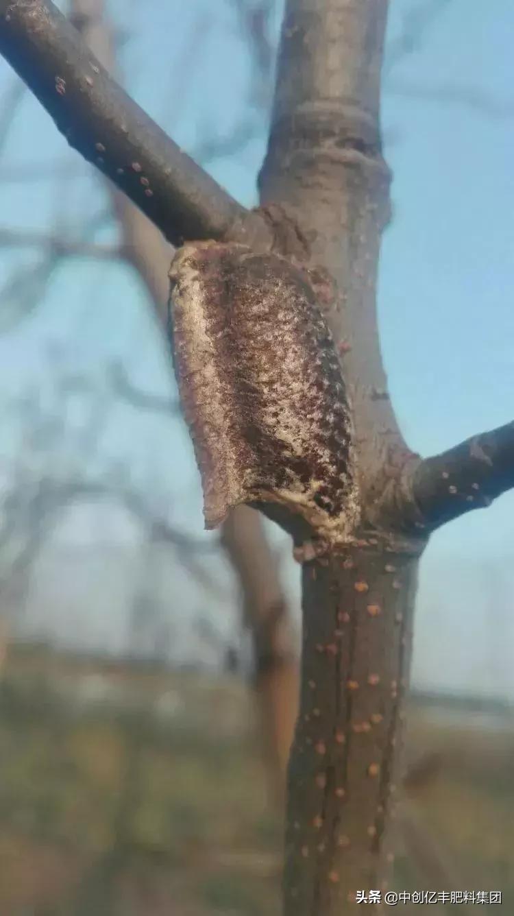 吃果树的害虫甲虫,农业害虫昆虫