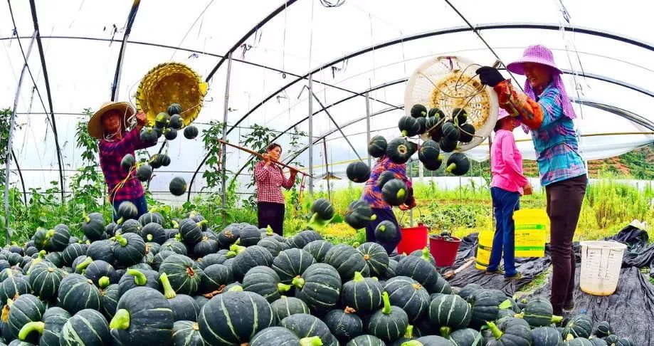 种植业一亩利润20万元,种植赚钱方法教程简单易学