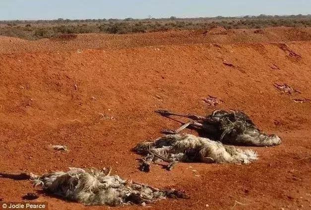 地球5年后的大灾难,地球病了会好起来吗