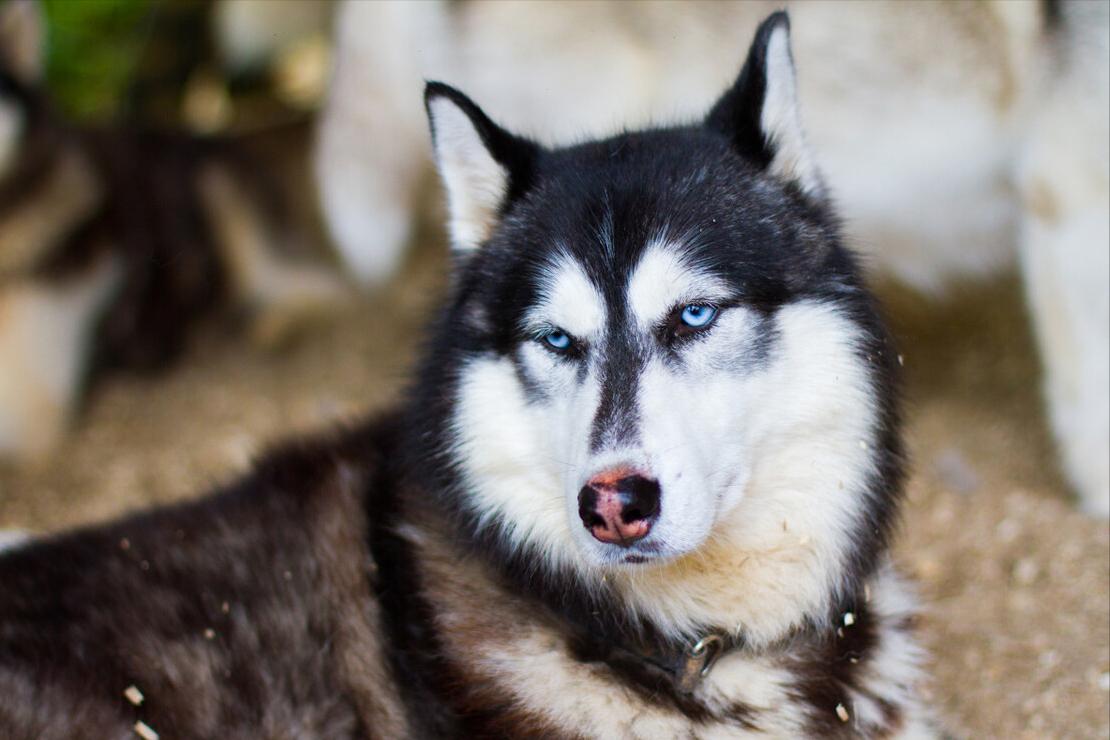 哈士奇拉稀是什么症状,哈士奇呕吐怎么处理