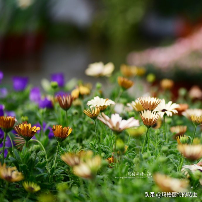 过年买点花,过年了买点什么花草