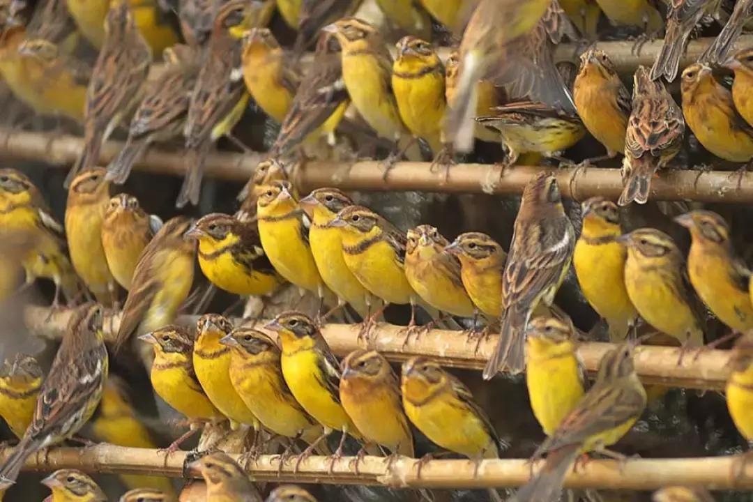 从禾花雀到云雀,又一种鸟快被中国人吃绝种了!