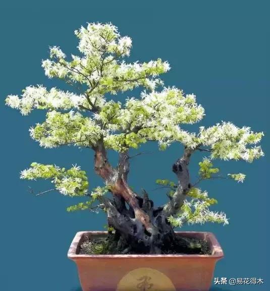 椤剁骇鐧借姳妾垫湪鐩嗘櫙,鐧借姳妾垫湪鐩嗘櫙鏋湪閫㈡槬