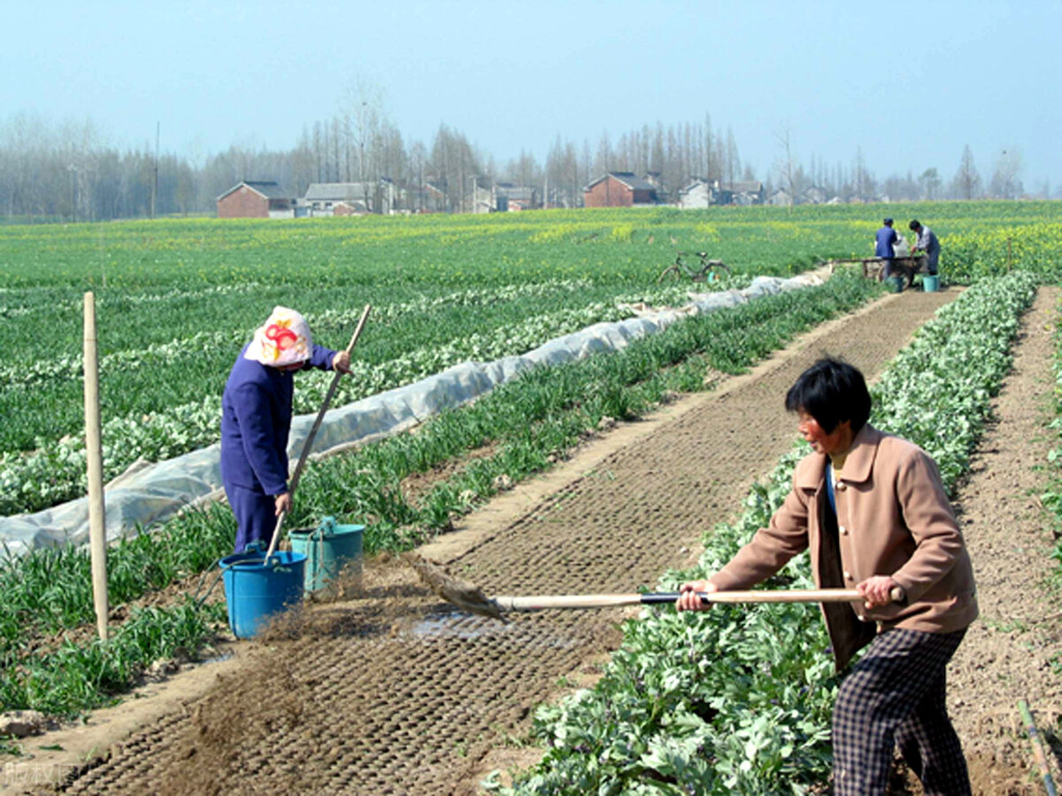尿液对土壤有影响吗,土壤浇营养液能改善土壤吗