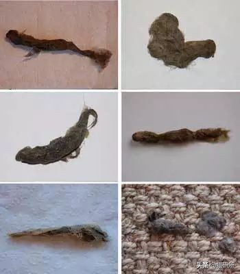 猫咪每天都要舔我脸,猫咪每天要舔自己800次