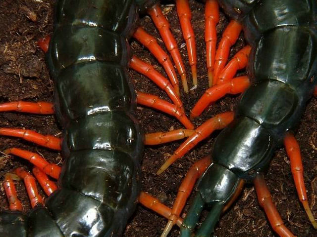 世界最恐怖的十大蜈蚣,十大最毒蜈蚣排名