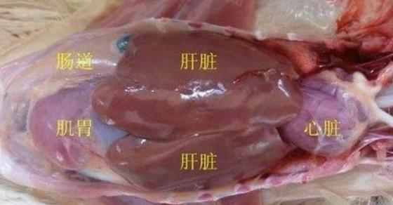 对顽固性大肠杆菌引起的心包炎、肝周炎、气囊炎、最好的治疗