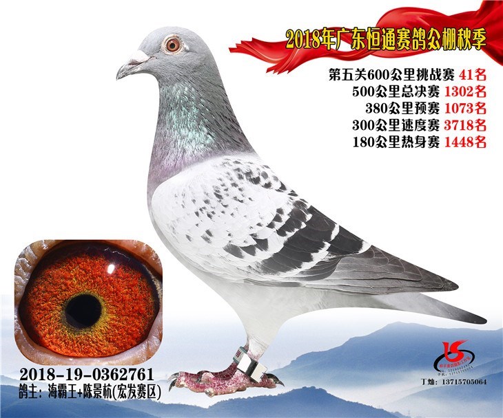 海霸王詹森纪录,冠霖公棚2017年获奖鸽欣赏