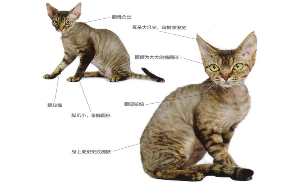 猫中边牧,德文卷毛猫头上有杂毛