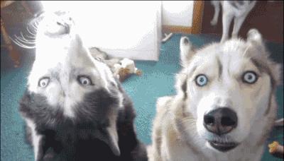 金毛哈士奇萨摩阿拉斯加,哈士奇阿拉斯加萨摩拉雪橇视频