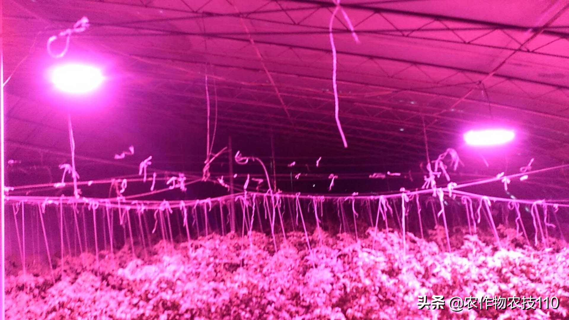 大棚西红柿阴雨天能打枝吗,阴雨天西红柿大棚湿度大怎么办