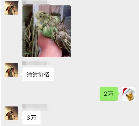 几十块钱一只的虎皮鹦鹉会说话吗,虎皮鹦鹉为什么几十块一只