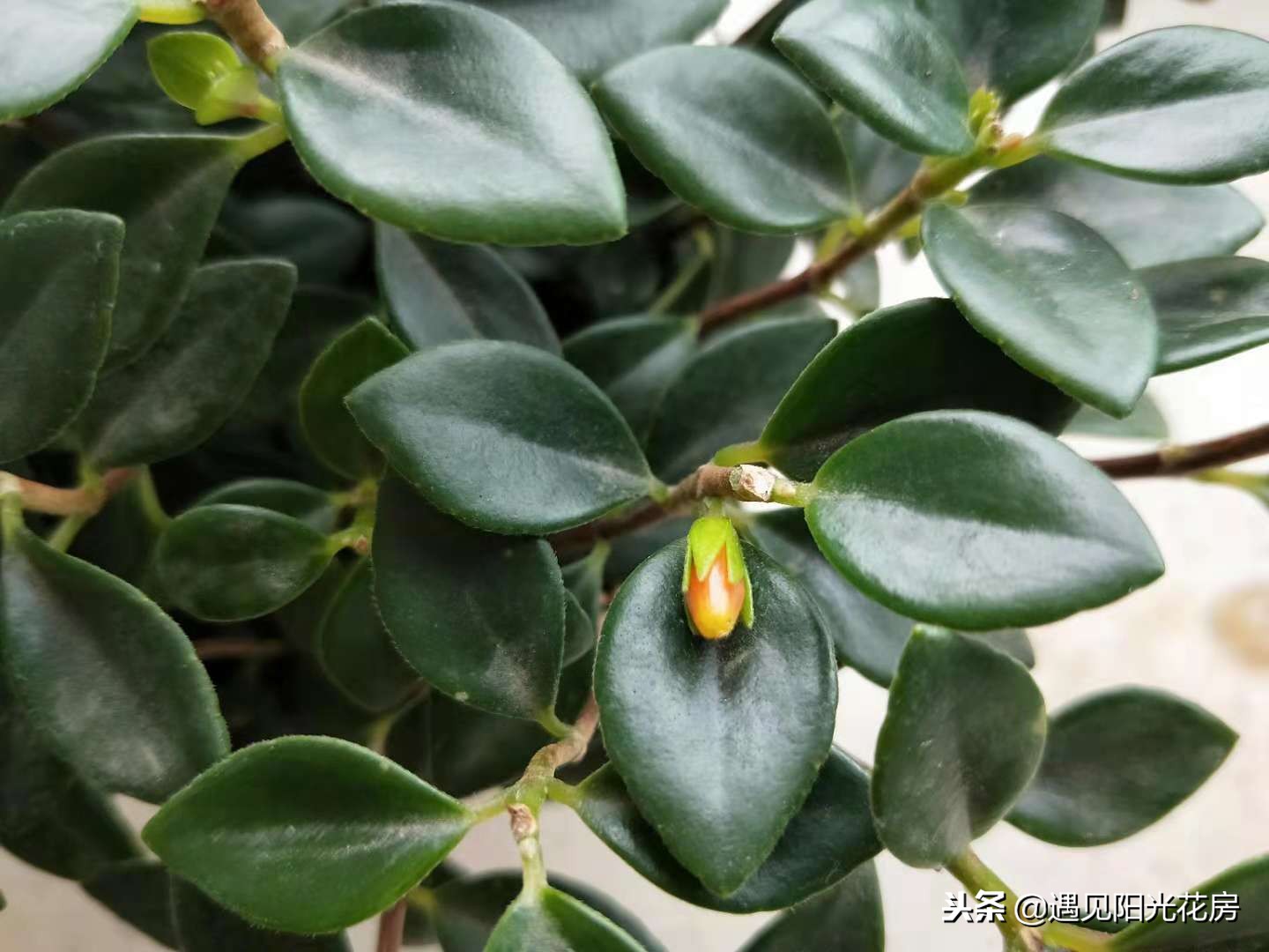 金鱼吊兰怎样养护才茂盛,金鱼吊兰开花后像小金鱼一样漂亮