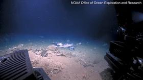 人类捕捉了史上最诡异的深海怪鱼,海底拍到巨大的石斑鱼