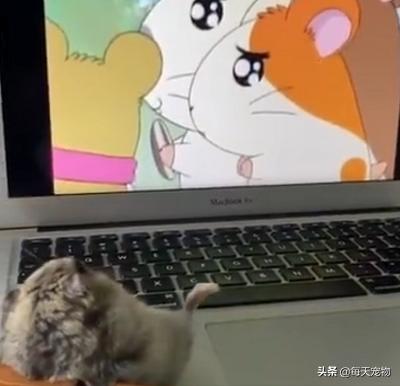 小仓鼠日常生活动画,仓鼠动画日常