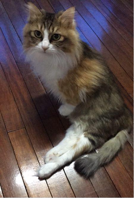 跟着我们猫狗大联盟，你会有喵的！黄阿姨猫咪领养专场