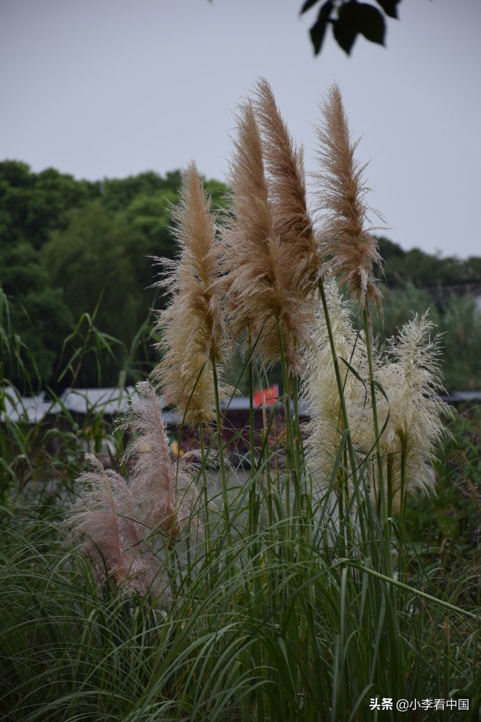 江苏常熟沙家浜旅游攻略,江苏常熟沙家浜地图