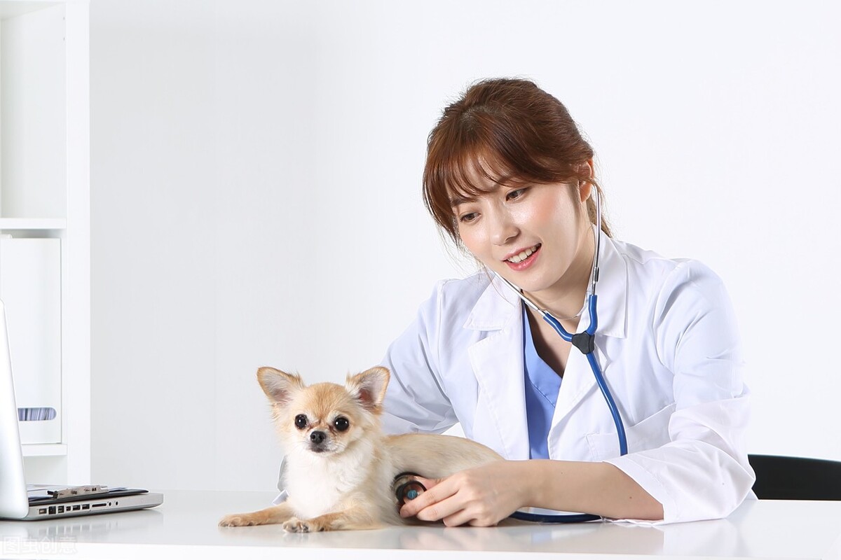 狗狗得了疱疹病毒什么症状,宠物犬冠状病毒感染怎么治疗